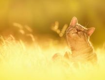 Golden cat and a beautiful sunny day