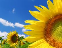 Golden sunflower in a beautiful summer day