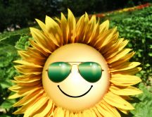 Funny wallpaper - Sunflower with sunglasses