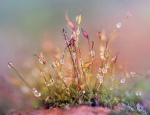 Morning dew on the beautiful spring flowers