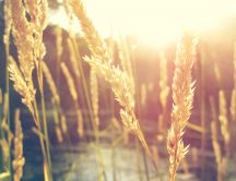 Wheat in the sunshine - HD wallpaper
