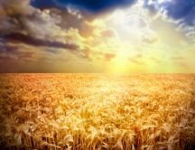 Golden wheat field in the sunset -beautiful nature wallpaper