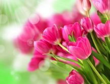 Pink bouquet tulips - Beautiful flowers