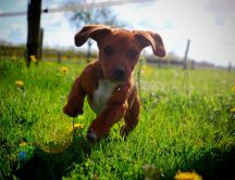 A cute brown puppy running in the grass