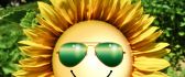 Funny wallpaper - Sunflower with sunglasses
