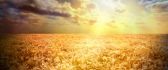 Golden wheat field in the sunset -beautiful nature wallpaper