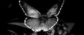 Black and white butterfly - HD wonderful wallpaper