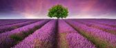 One tree in the middle of the lavender field