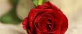 Beautiful red rose with raindrops