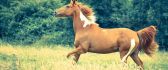 Beautiful brown horse running in wheat field