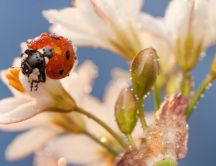 Sweet and small ladybird on the white flowers