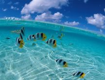 Many fish in the clean water of sea