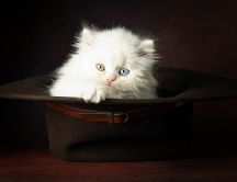 Sweet white kitten in a brown hat