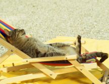 Gray cat sunbathing on sunbed