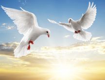 Two white pigeons fly together in a clear day