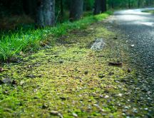 Green road in the forest - professional photo