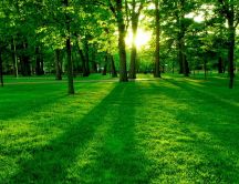 The golden sunlight through the green trees in the park