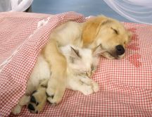 Cute cat and dog sleep embrace in the pink bed