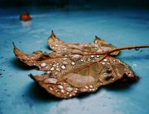 A dry leaf with raindrops fallen down