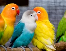Beautiful little colorful parrots - Sweet birds