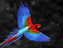 Colorful parrot flying - Bird wallpaper