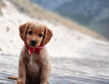 A cute brown puppy with red scarf