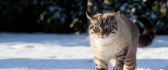 The cat walks through the snow
