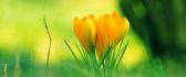 Two lovely yellow tulips in the garden - HD nature wallpaper