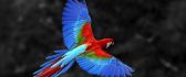 Colorful parrot flying - Bird wallpaper