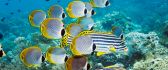 Beautiful yellow and striped fish in water