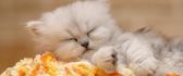 A sweet fluffy kitten on the blankets