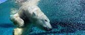 Polar bear swims underwater - Animal wallpaper