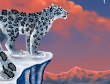 A white Lonely Leopard on a rock top