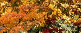 Colorful leaves in the nature - Autumn landscape