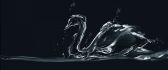 Water Swan - Dark Abstract HD wallpaper