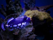 A purple Clown Triggerfish in water - Fish wallpaper