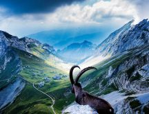 Brown mountain goat in a mountain top