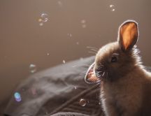 Cute brown bunny and many bubbles