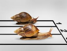 Snails race image - Funny wallpaper