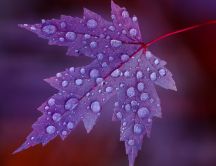 Many water drops on a purple leaf