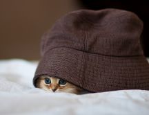 A sweet little kitty hiding in a burgundy hat