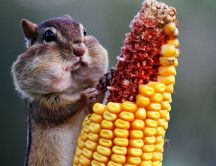 A cute chipmunk eats the corn - Animal wallpaper