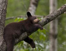 Sweet little black bear sleeps on a branch