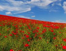 A field with red poppies - Beautiful landscape