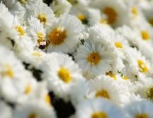 A bee on the many white daisies