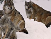 Many wolf in snow - Wild animals wallpaper