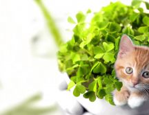 Sweet little kitten in a vase full with green clover
