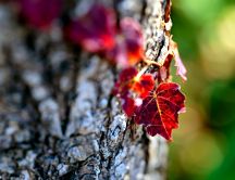 Red leaves on tree - Autumn wallpaper