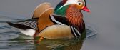 A mandarin duck swimming on lake water