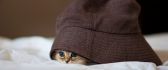 A sweet little kitty hiding in a burgundy hat